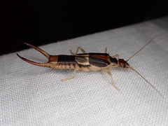 Labidura truncata