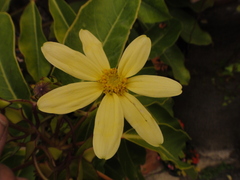 Senecio macroglossus