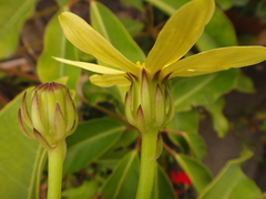 Senecio macroglossus