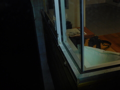 Abantiades latipennis