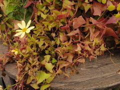 Senecio macroglossus