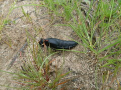 Physomeloe corallifer