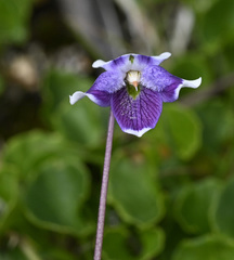 Viola eminens