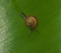 Helicinidae