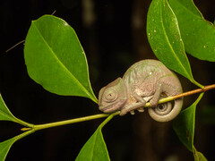 Chamaeleonidae