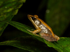 Mantidactylus