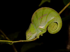 Chamaeleonidae