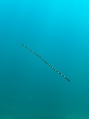 Myrichthys colubrinus