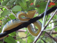 Tropidolaemus wagleri