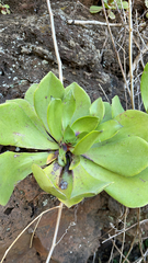 Aeonium glutinosum image