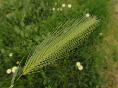 Hordeum murinum subsp. leporinum image