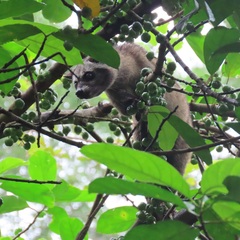 Paradoxurus hermaphroditus