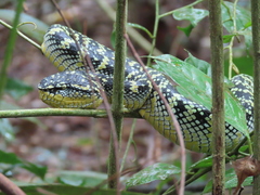 Tropidolaemus wagleri