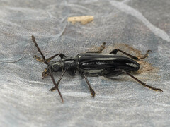 Dysmathosoma picipes