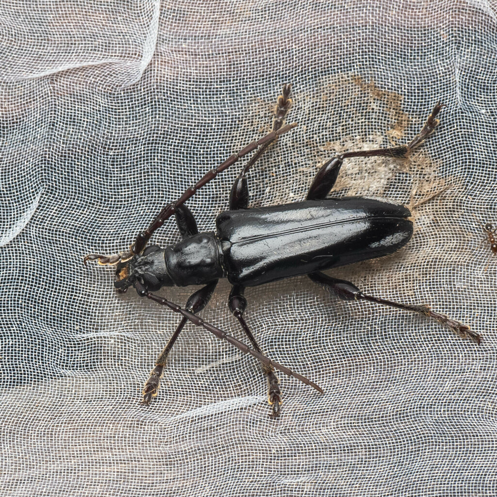 Dysmathosoma