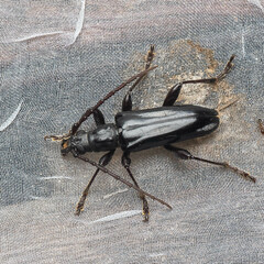 Dysmathosoma picipes