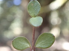 Neomyrtus pedunculata