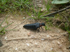 Physomeloe corallifer