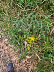 Senecio linearifolius