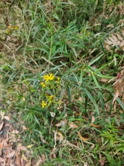 Senecio linearifolius
