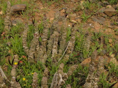 Ceropegia burchardii image