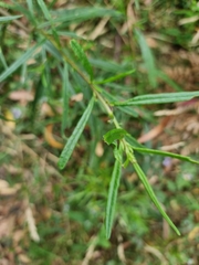 Senecio linearifolius