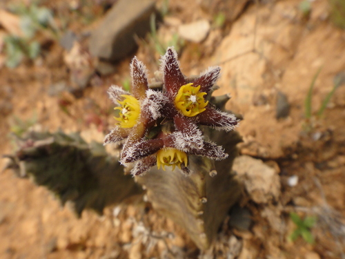 Apteranthes burchardii (Apteranthes burchardii)