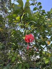 Hibiscus schizopetalus