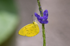 Eurema ormistoni