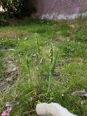 Alopecurus japonicus