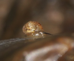Helicinidae