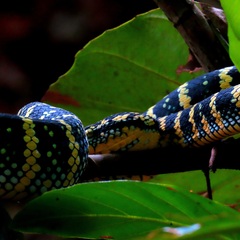 Tropidolaemus wagleri