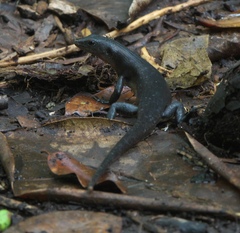 Emoia nigra