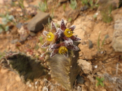 Ceropegia burchardii image