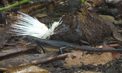 Emoia nigra