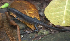 Emoia nigra