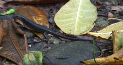 Emoia nigra