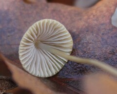Mycena crocata