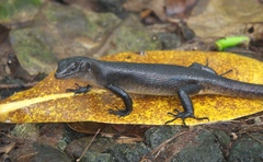 Emoia nigra