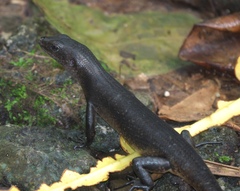 Emoia nigra