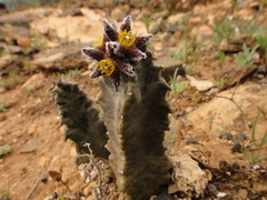 Ceropegia burchardii image