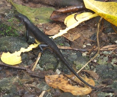 Emoia nigra