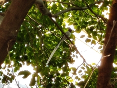 Terpsiphone paradisi