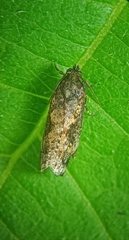 Cryptaspasma querula
