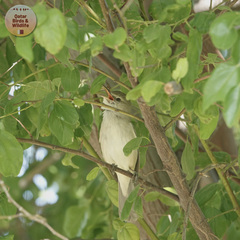 Acrocephalus stentoreus