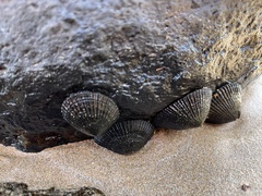 Cellana exarata
