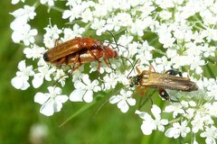 Oedemera podagrariae