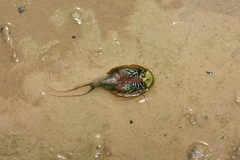 Triops cancriformis