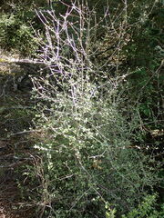 Neomyrtus pedunculata