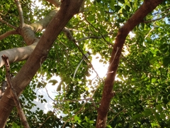 Terpsiphone paradisi